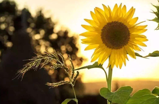 发展历程